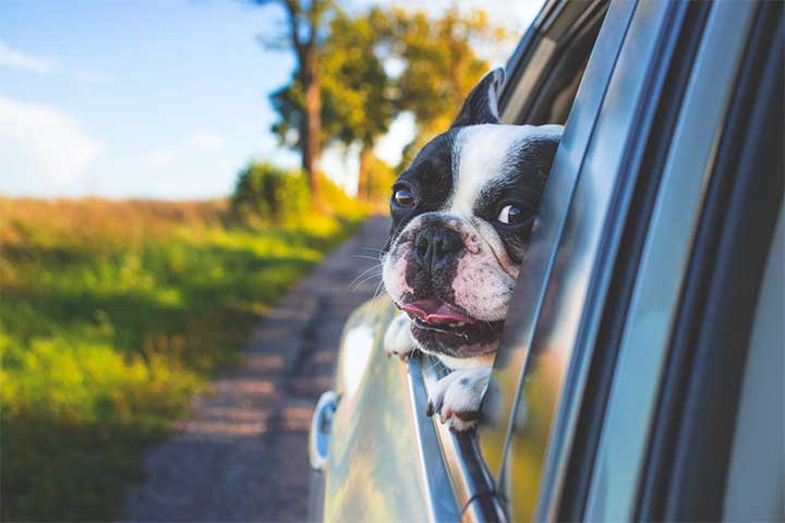 Un chien dans une voiture 